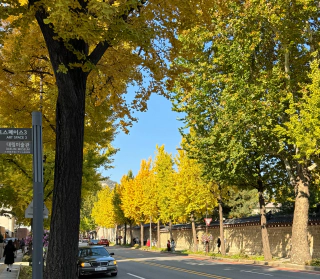 Meer mooie bomen