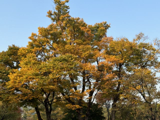 Herfstkleuren