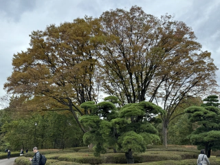 Herfstkleuren met naaldbomen