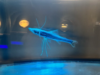 Diepzeevis