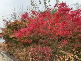 Herfstkleuren rood