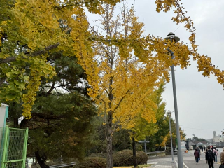 Herfstkleuren geel