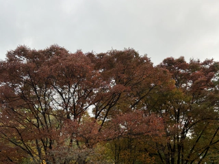 Rode bomen