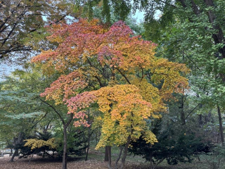 Roodgouden boom