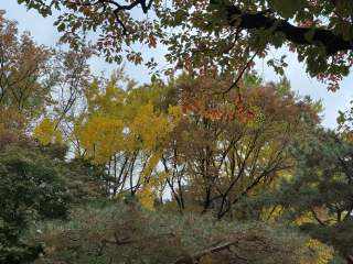 Gouden bomen