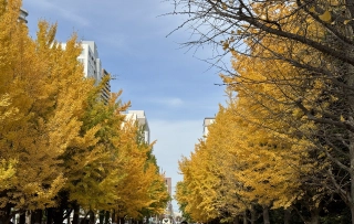 Nakajima park 1