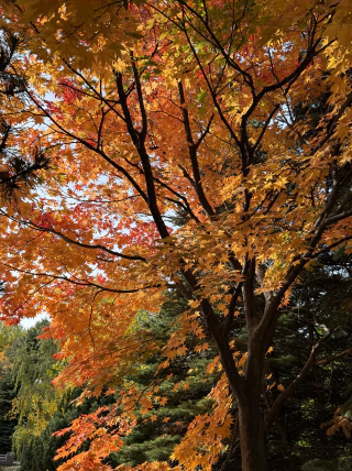 Nakajima park 6