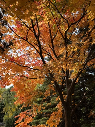 Nakajima park 6