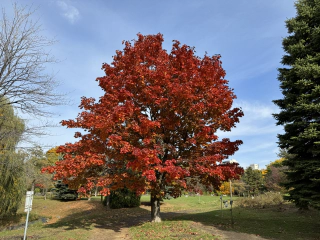 Nakajima park 8