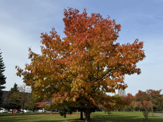 Nakajima park 10