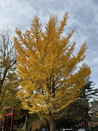 Herfstkleuren