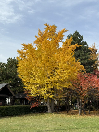 Herfstkleuren